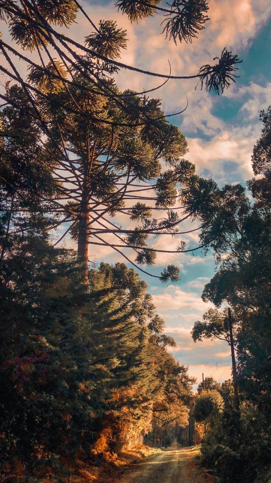 Pousada Vila Lubia - Chales Monte Verde Monte Verde  Exteriér fotografie